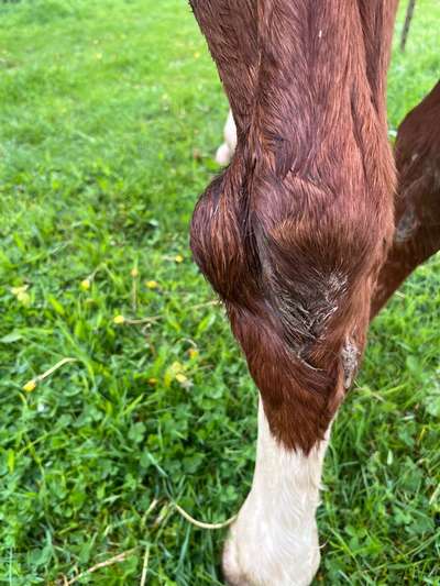 Spindelzelltumor Grad 1-Beitrag-Bild