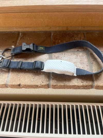 Welches Halsband für Tractive-Beitrag-Bild