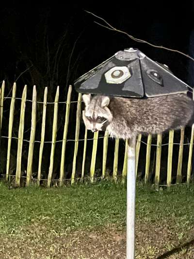 Waschbären, Gefahr für Hunde?-Beitrag-Bild