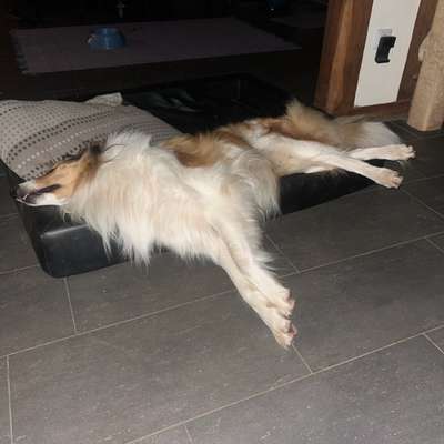 Welche besondere Angewohnheiten haben eure Hunde?-Beitrag-Bild