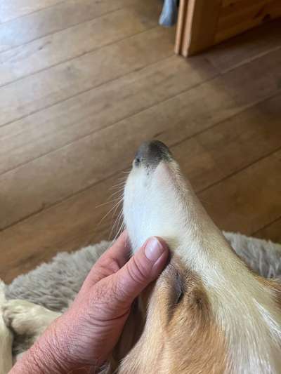 Cherry Eye-Beitrag-Bild