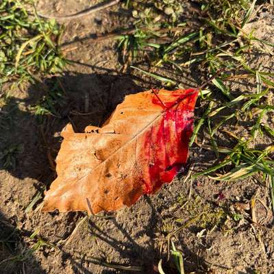 "Wege zur Freundschaft" (Ulli Reichmann)-Beitrag-Bild