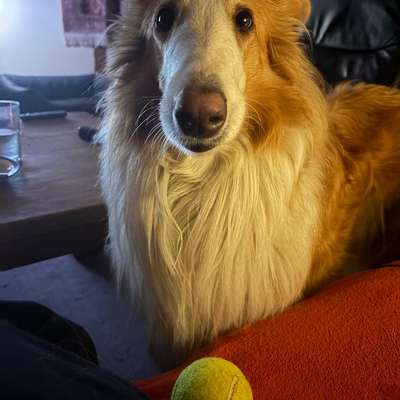 Leinenpöbeln verbessern!?.....(Ironisch gemeint)-Beitrag-Bild