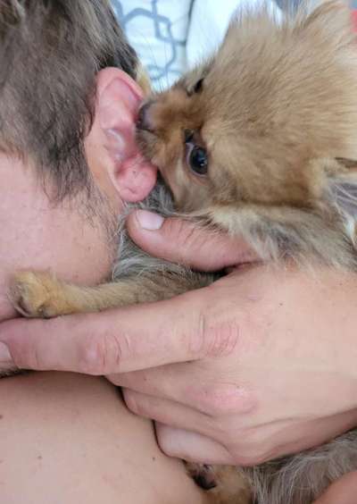 Welpe kuscheln beibringen-Beitrag-Bild