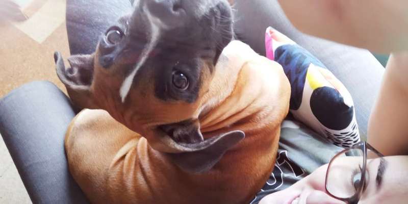 Die lustigsten Selfies mit Deinem Hund !-Beitrag-Bild