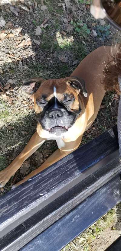 zeigt eure Hunde mit Ihren Frühlingsgefühlen:)-Beitrag-Bild