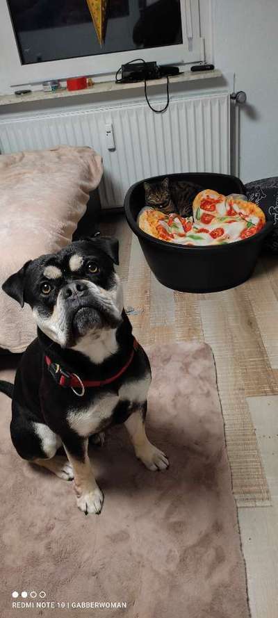 Hund und Katz Momente-Beitrag-Bild