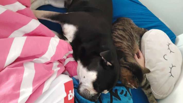 Hund und Katz Momente-Beitrag-Bild