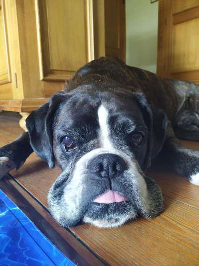 Foto-Challenge: Der schmollende Hund-Beitrag-Bild