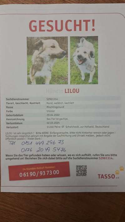 Suchmeldung-Lilou-Bild