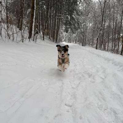 Hundetreffen-Spazierrunde, Hundekontakt, Training-Bild