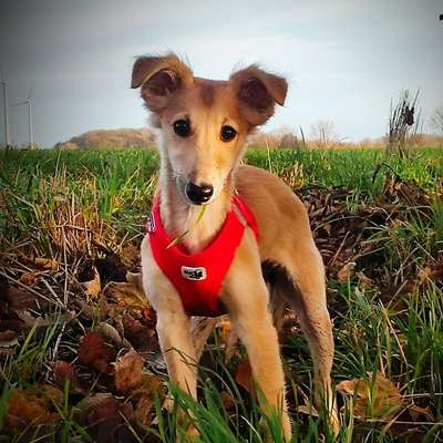 Hundetreffen-Suche Windhundfreunde (oder andere Hunde, die gern rennen)-Profilbild