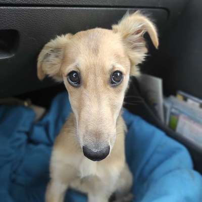 Hundetreffen-Suche Windhundfreunde (oder andere Hunde, die gern rennen)-Bild