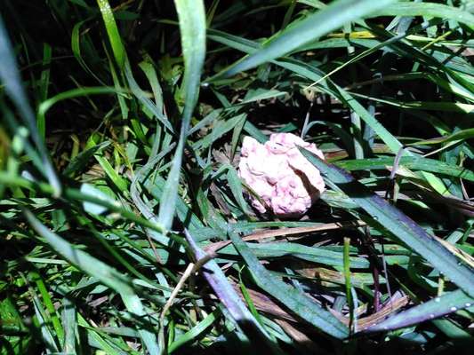 Giftköder-Dringender Verdacht auf Giftköder-Bild