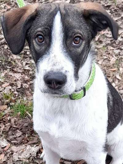 Lustigsten Grimassen von euren Hunden-Beitrag-Bild