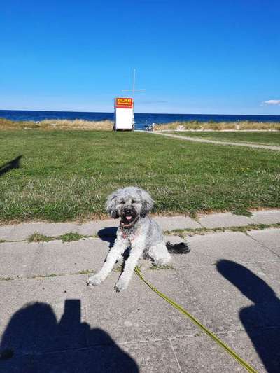 Zeigt her eure Pudel und Pudelmischlinge (:-Beitrag-Bild