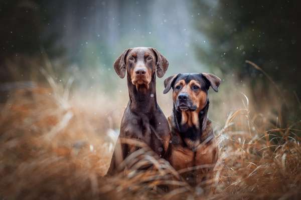 Hundetreffen-Dogsharing & Skillshare-Bild
