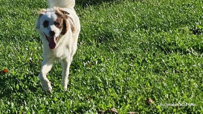 Hundetreffen-Spielrunde mit aussie mix-Bild