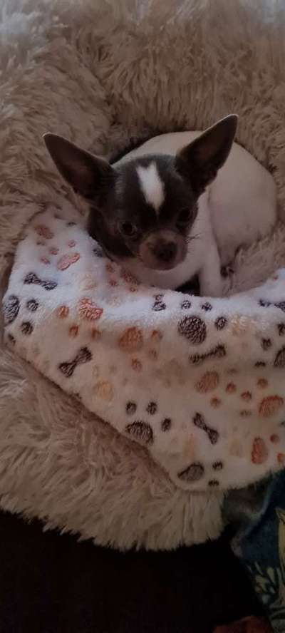 Hundetreffen-Zwerg/ Kleinhunde-Bild