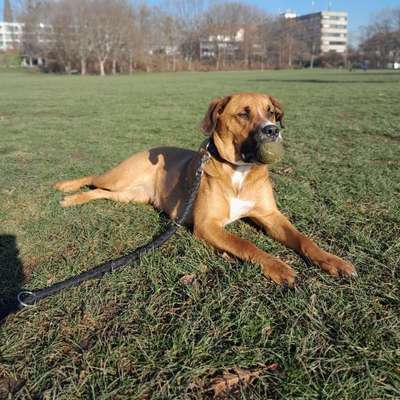 Hundetreffen-Freya sucht Hunde zum Toben-Bild