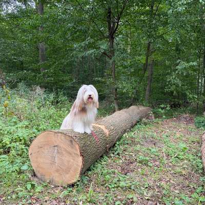 Hundetreffen-Spielen, Trainieren und Spaß haben 😊-Bild