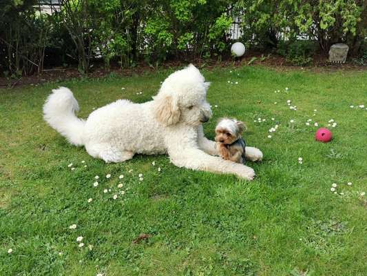 Dogorama Photo Challenge - Gegensätze-Beitrag-Bild