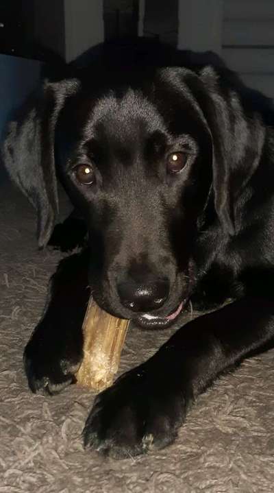 Wo sind meine Labrador Freunde-Beitrag-Bild