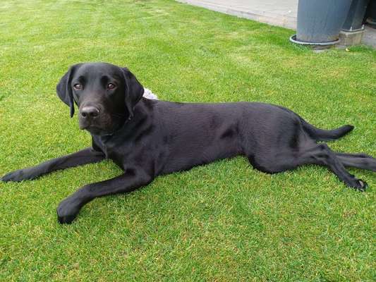 Zeigt her eure Junghunde :)-Beitrag-Bild