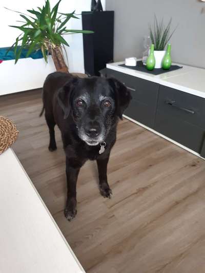 Unsere Fellnasen im Regenbogenland-Beitrag-Bild