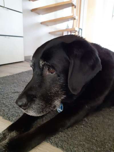 Wo sind meine Labrador Freunde-Beitrag-Bild