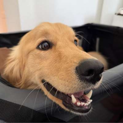 Hundetreffen-Hundetreffen 🦮-Bild