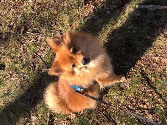 Hundetreffen-Gemeinsame Spaziergänge-Bild