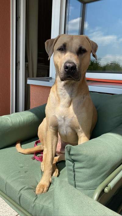 Hundetreffen-Spiel, Spaß und Spaziergang 🐕-Bild