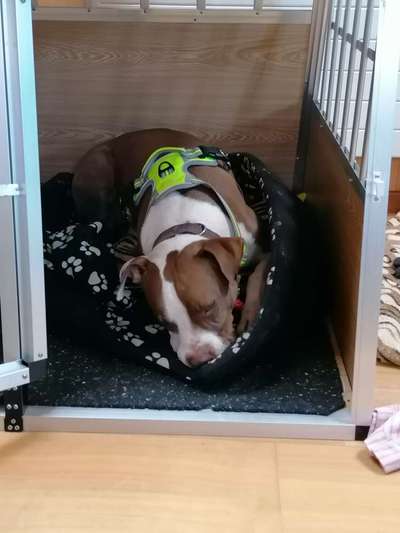 Wir brauchen Hilfe, von euch😊-Beitrag-Bild