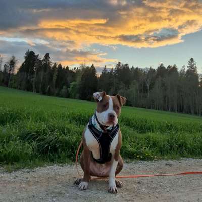 Hundetreffen-Spatziergang zum Kennenlernen und Spielspass-Bild