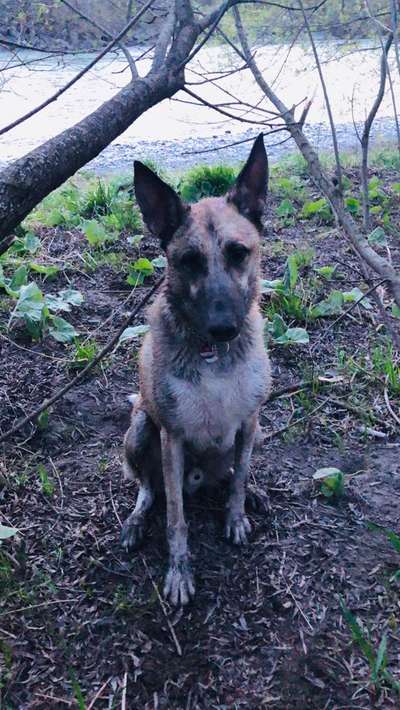 Die Dogorama Monats Challenge "Es grünt und blüht"-Beitrag-Bild