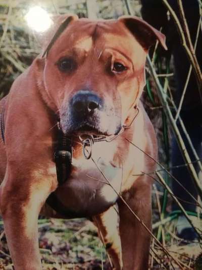 Dogorama Photo Challenge - Märchenwald-Beitrag-Bild