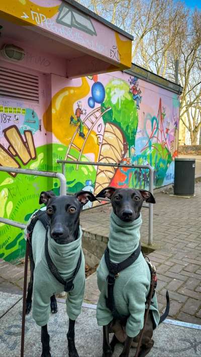 Windhunde - Treffen der besonderen Schönheiten
HERZLICH WILLKOMMEN-Beitrag-Bild