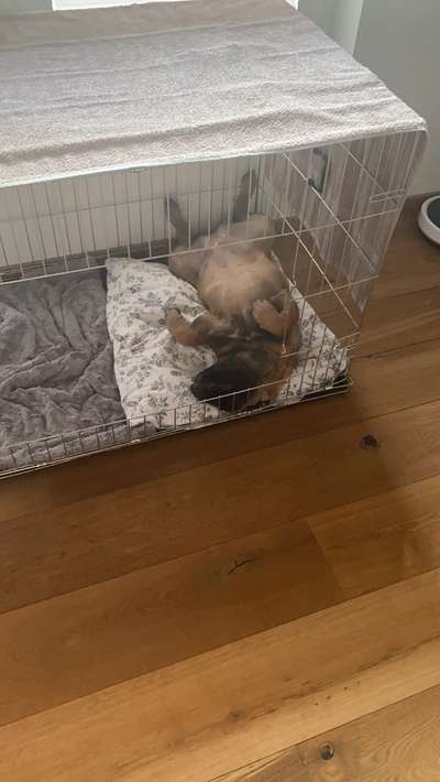 Faltbare Hundebox XXL aus Metall für Selbstabholer-Beitrag-Bild