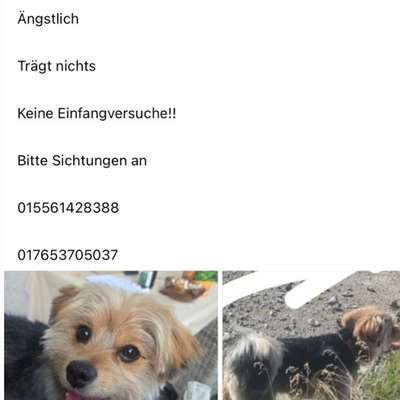 Suchmeldung-Fips-Bild
