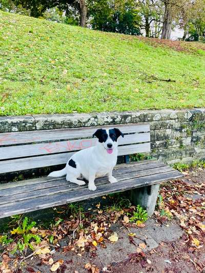 Mischlinge raten - Rätselspaß-Beitrag-Bild