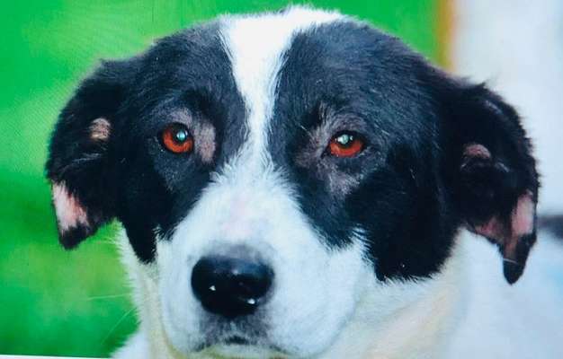 Unsere Fellnasen-Vielfalt im Überblick!-Beitrag-Bild