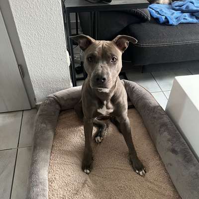 Hundetreffen-Spielfreund(e) mit Garten gesucht-Bild