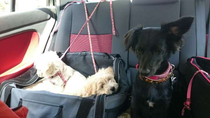 FOTOCHALLENGE 70 - Dein Hund im Auto-Beitrag-Bild