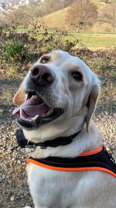 Dogorama Foto Challenge - Bestes gestelltes Bild-Beitrag-Bild