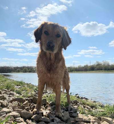 Dogorama-Monats-Challenge-Mai "Wasser"-Beitrag-Bild