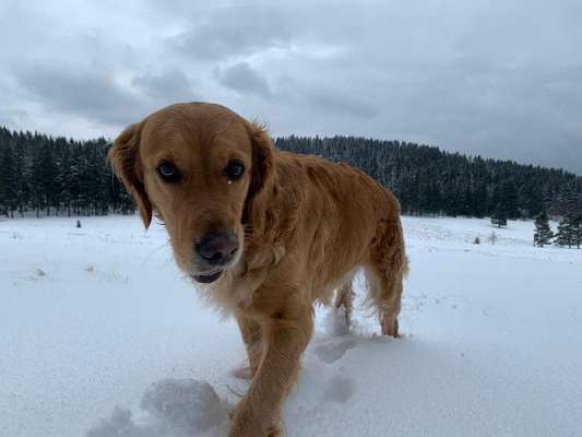 Hunde im Urlaub-Beitrag-Bild