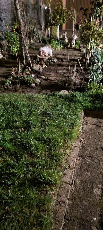 Die Dogorama Monats Challenge "Es grünt und blüht"-Beitrag-Bild