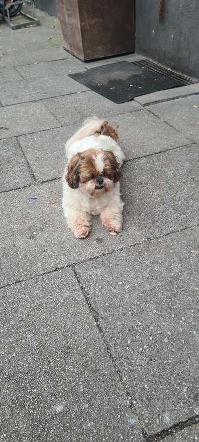 Dein lächelnder Vierbeiner-Beitrag-Bild