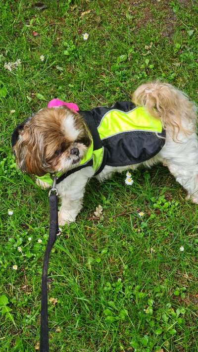 Reinrassige Hunde?-Beitrag-Bild